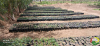 pã©piniã¨re de mandelia 3